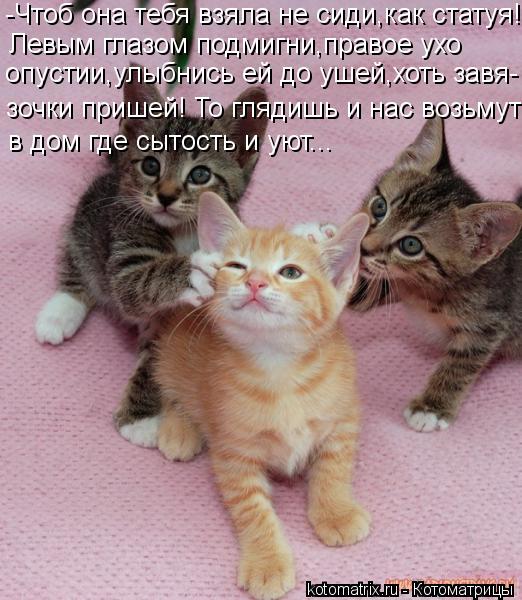 -Чтоб она тебя взяла не сиди,как статуя! Левым глазом подмигни,правое ухо зочки пришей! То глядишь и... Котоматрица: -Чтоб она тебя взяла не сиди,как статуя! Левым глазом подмигни,правое ухо зочки пришей! То глядишь и нас возьмут в дом где сытость и уют... опу