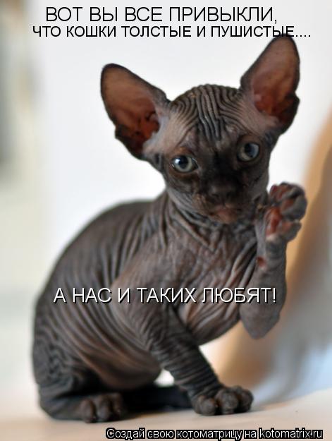 ВОТ ВЫ ВСЕ ПРИВЫКЛИ, ЧТО КОШКИ ТОЛСТЫЕ И ПУШИСТЫЕ.... А НАС И ТАКИХ ЛЮБЯТ!... Котоматрица: ВОТ ВЫ ВСЕ ПРИВЫКЛИ, ЧТО КОШКИ ТОЛСТЫЕ И ПУШИСТЫЕ.... А НАС И ТАКИХ ЛЮБЯТ!