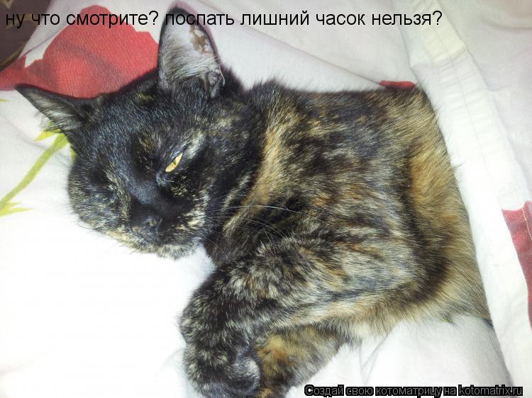 ну что смотрите? поспать лишний часок нельзя?... Котоматрица: ну что смотрите? поспать лишний часок нельзя?