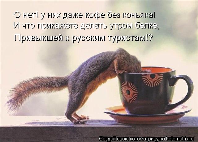 Котоматрица: О нет! у них даже кофе без коньяка! И что прикажете делать утром белке,  Привыкшей к русским туристам!?