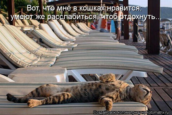 Вот, что мне в кошках нравится: умеют же расслабиться, чтоб отдохнуть...... Котоматрица: Вот, что мне в кошках нравится: умеют же расслабиться, чтоб отдохнуть...