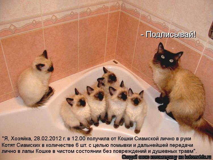 "Я, Хозяйка, 28.02.2012 г. в 12.00 получила от Кошки Сиамской лично в руки Котят Сиамских в количест... Котоматрица: "Я, Хозяйка, 28.02.2012 г. в 12.00 получила от Кошки Сиамской лично в руки Котят Сиамских в количестве 6 шт. с целью помывки и дальнейшей передачи л
