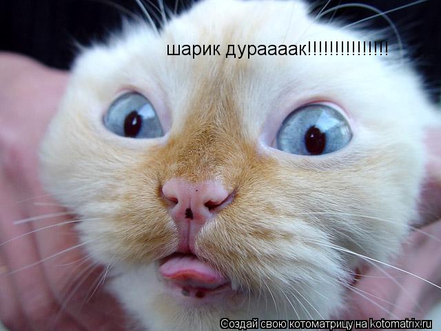 шарик дураааак!!!!!!!!!!!!!!!... Котоматрица: шарик дураааак!!!!!!!!!!!!!!!