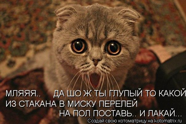 МЛЯЯЯ.. ДА ШО Ж ТЫ ГЛУПЫЙ ТО КАКОЙ ИЗ СТАКАНА В МИСКУ ПЕРЕЛЕЙ НА ПОЛ ПОСТАВЬ.. И ЛАКАЙ...... Котоматрица: МЛЯЯЯ.. ДА ШО Ж ТЫ ГЛУПЫЙ ТО КАКОЙ ИЗ СТАКАНА В МИСКУ ПЕРЕЛЕЙ НА ПОЛ ПОСТАВЬ.. И ЛАКАЙ...