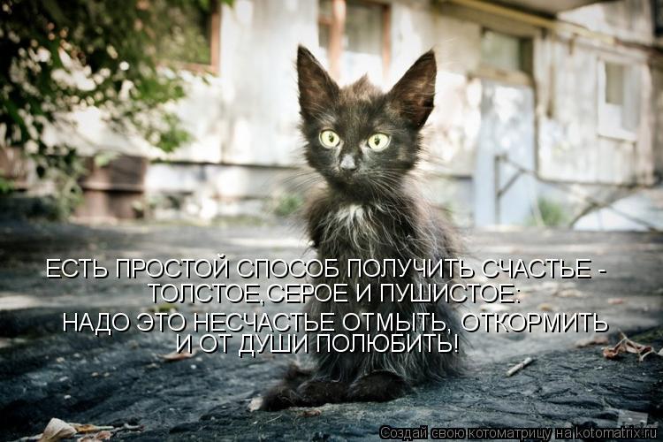 ЕСТЬ ПРОСТОЙ СПОСОБ ПОЛУЧИТЬ СЧАСТЬЕ - ТОЛСТОЕ,СЕРОЕ И ПУШИСТОЕ: НАДО ЭТО НЕСЧАСТЬЕ ОТМЫТЬ, ОТКОРМИТЬ... Котоматрица: ЕСТЬ ПРОСТОЙ СПОСОБ ПОЛУЧИТЬ СЧАСТЬЕ - ТОЛСТОЕ,СЕРОЕ И ПУШИСТОЕ: НАДО ЭТО НЕСЧАСТЬЕ ОТМЫТЬ, ОТКОРМИТЬ И ОТ ДУШИ ПОЛЮБИТЬ!