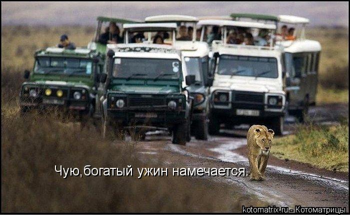 Чую,богатый ужин намечается.... Котоматрица: Чую,богатый ужин намечается.