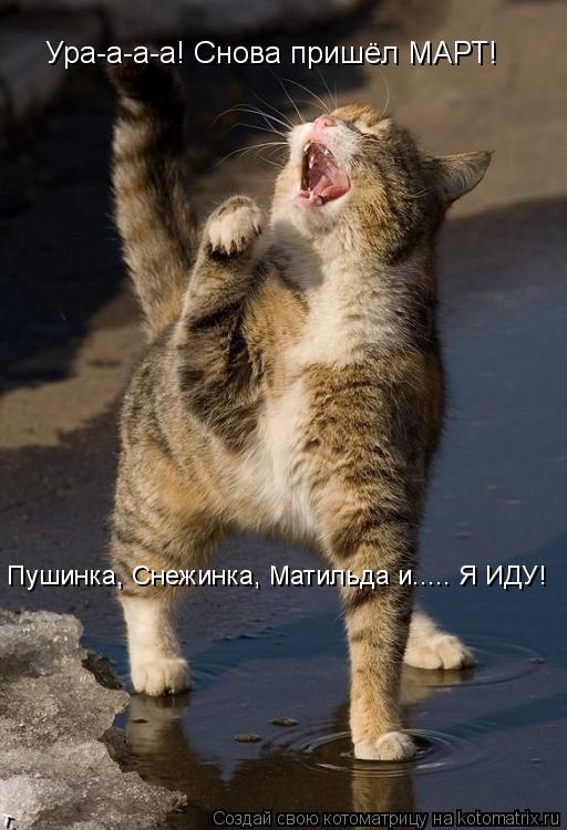 Ура-а-а-а! Снова пришёл МАРТ! Пушинка, Снежинка, Матильда и..... Я ИДУ!... Котоматрица: Ура-а-а-а! Снова пришёл МАРТ! Пушинка, Снежинка, Матильда и..... Я ИДУ!