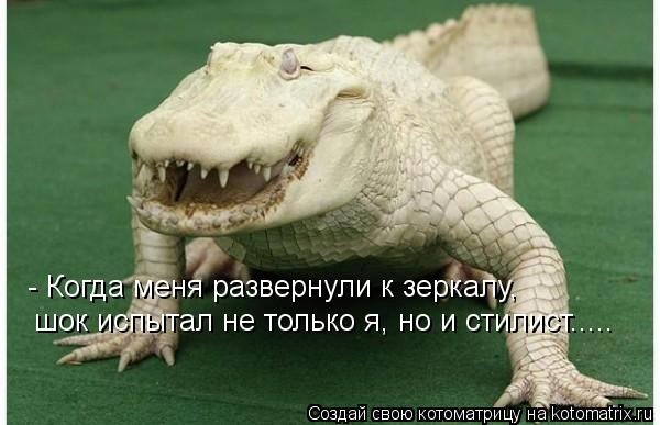 - Когда меня развернули к зеркалу, шок испытал не только я, но и стилист........ Котоматрица: - Когда меня развернули к зеркалу, шок испытал не только я, но и стилист.....