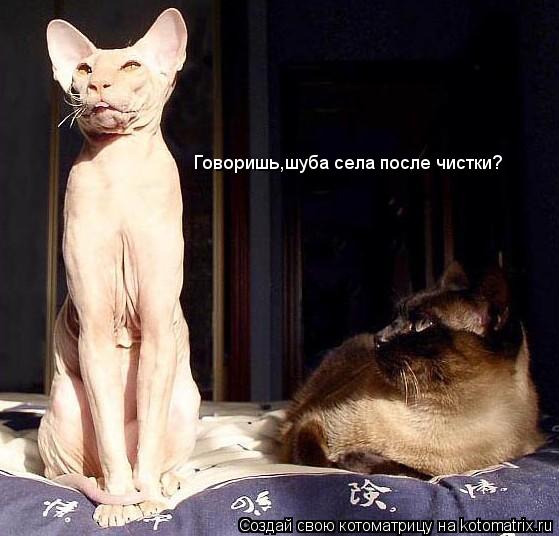 Говоришь,шуба села после чистки?... Котоматрица: Говоришь,шуба села после чистки?