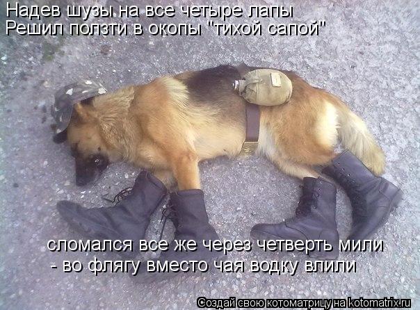 Надев шузы на все четыре лапы Решил ползти в окопы "тихой сапой" сломался все же через четверть мили ... Котоматрица: Надев шузы на все четыре лапы Решил ползти в окопы "тихой сапой" сломался все же через четверть мили - во флягу вместо чая водку влили