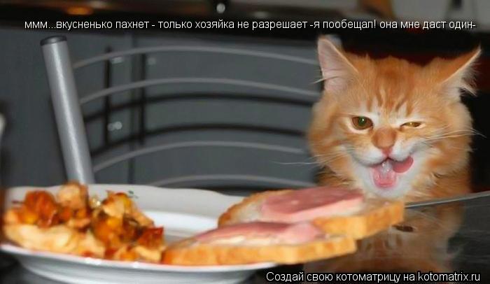 ммм...вкусненько пахнет - только хозяйка не разрешает -я пообещал! она мне даст один-... Котоматрица: ммм...вкусненько пахнет - только хозяйка не разрешает -я пообещал! она мне даст один-