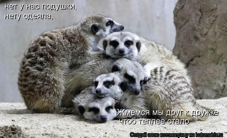 нет у нас подушки, нету одеяла, Жмемся мы друг к дружке чтоб теплее стало... Котоматрица: нет у нас подушки, нету одеяла, Жмемся мы друг к дружке чтоб теплее стало