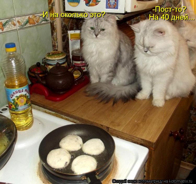 -И на сколько это? -Пост-то? На 40 дней...... Котоматрица: -И на сколько это? -Пост-то? На 40 дней...