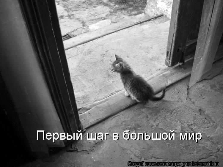Первый шаг в большой мир... Котоматрица: Первый шаг в большой мир