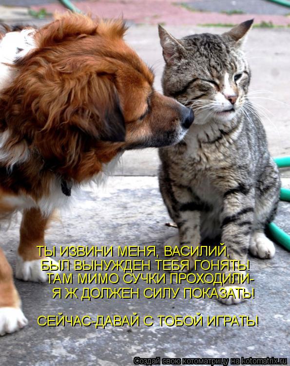 ТЫ ИЗВИНИ МЕНЯ, ВАСИЛИЙ, БЫЛ ВЫНУЖДЕН ТЕБЯ ГОНЯТЬ! ТАМ МИМО СУЧКИ ПРОХОДИЛИ- Я Ж ДОЛЖЕН СИЛУ ПОКАЗАТЬ... Котоматрица: ТЫ ИЗВИНИ МЕНЯ, ВАСИЛИЙ, БЫЛ ВЫНУЖДЕН ТЕБЯ ГОНЯТЬ! ТАМ МИМО СУЧКИ ПРОХОДИЛИ- Я Ж ДОЛЖЕН СИЛУ ПОКАЗАТЬ! СЕЙЧАС-ДАВАЙ С ТОБОЙ ИГРАТЬ!