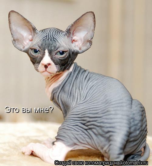 Это вы мне?... Котоматрица: Это вы мне?