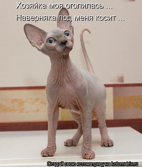 Хозяйка моя оголилась ... Наверняка под меня косит ...... Котоматрица: Хозяйка моя оголилась ... Наверняка под меня косит ...