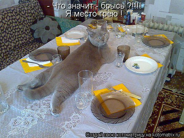 - Что значит - брысь ?!!!! Я место грею !... Котоматрица: - Что значит - брысь ?!!!! Я место грею !