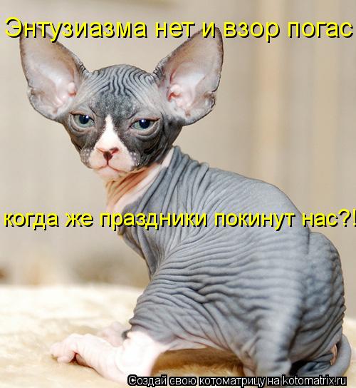 Энтузиазма нет и взор погас когда же праздники покинут нас?!... Котоматрица: Энтузиазма нет и взор погас когда же праздники покинут нас?!