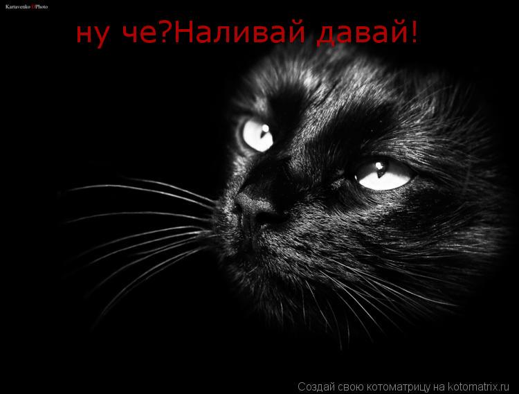 ну че?Наливай давай!... Котоматрица: ну че?Наливай давай!