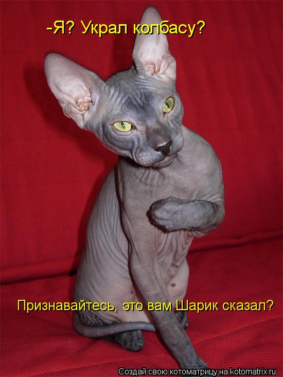 Котоматрица: -Я? Украл колбасу? Признавайтесь, это вам Шарик сказал?