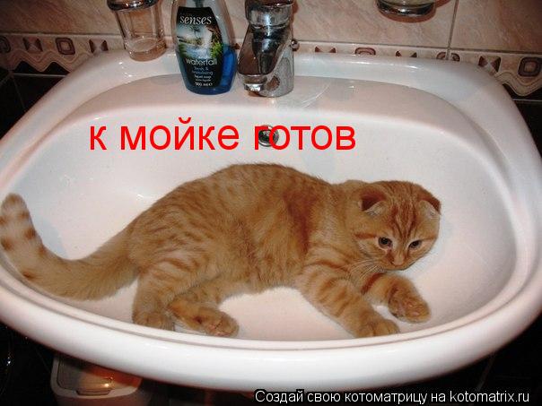 к мойке готов... Котоматрица: к мойке готов