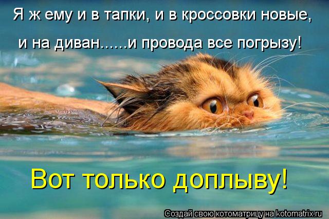 Я ж ему и в тапки, и в кроссовки новые, и на диван......и провода все погрызу! Вот только доплыву!... Котоматрица: Я ж ему и в тапки, и в кроссовки новые, и на диван......и провода все погрызу! Вот только доплыву!