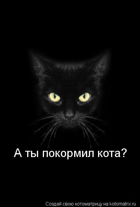 А ты покормил кота?... Котоматрица: А ты покормил кота?