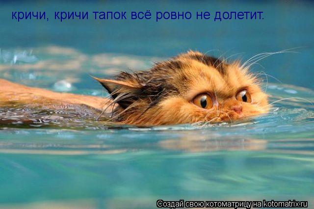 кричи, кричи тапок всё ровно не долетит.... Котоматрица: кричи, кричи тапок всё ровно не долетит.