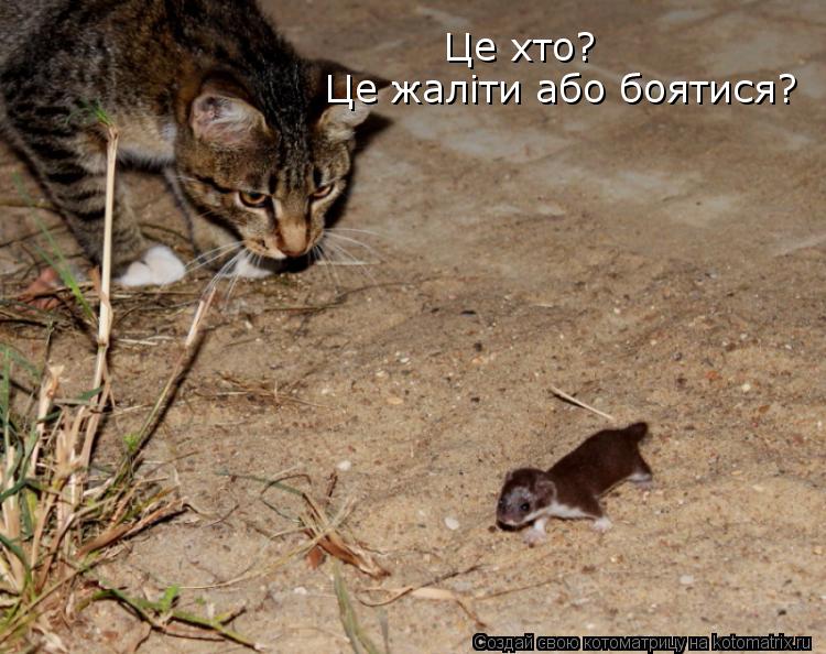 Це хто? Це жалiти або боятися?... Котоматрица: Це хто? Це жалiти або боятися?