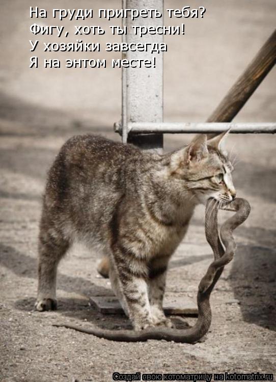 На груди пригреть тебя? Фигу, хоть ты тресни! У хозяйки завсегда Я на энтом месте!... Котоматрица: На груди пригреть тебя? Фигу, хоть ты тресни! У хозяйки завсегда Я на энтом месте!