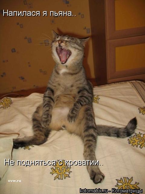 Котоматрица: Напилася я пьяна.. Не подняться с кроватии..