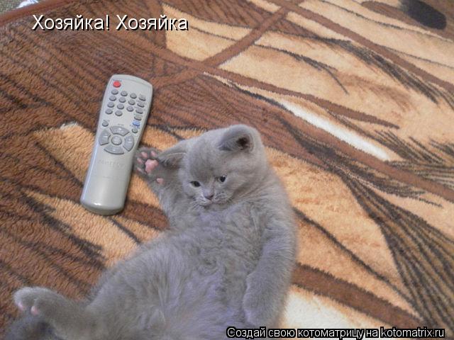 Хозяйка! Хозяйка... Котоматрица: Хозяйка! Хозяйка
