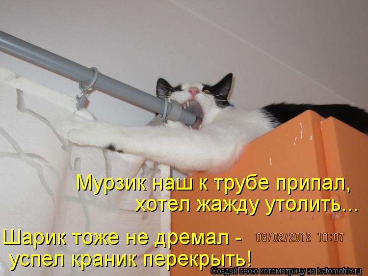 Мурзик наш к трубе припал, хотел жажду утолить... Шарик тоже не дремал - успел краник перекрыть!... Котоматрица: Мурзик наш к трубе припал, хотел жажду утолить... Шарик тоже не дремал - успел краник перекрыть!
