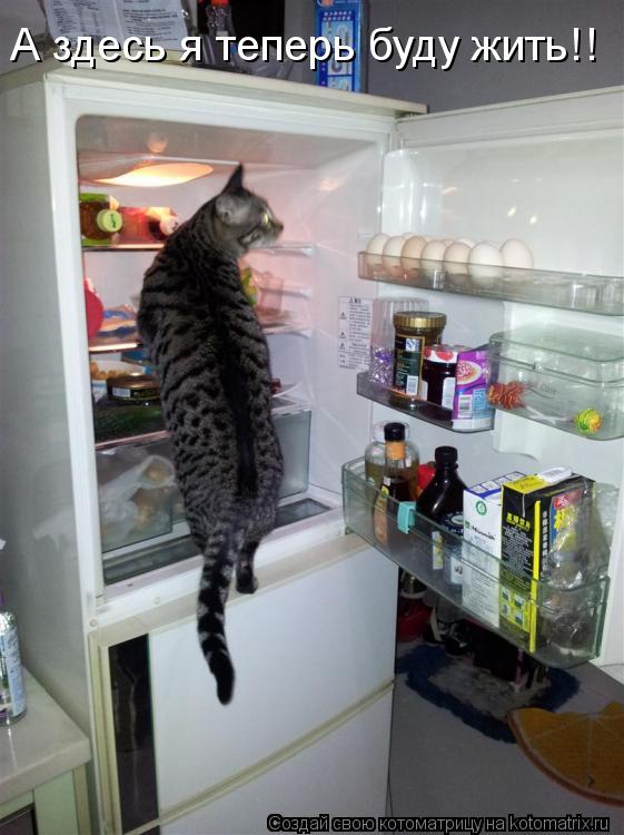 А здесь я теперь буду жить!!... Котоматрица: А здесь я теперь буду жить!!