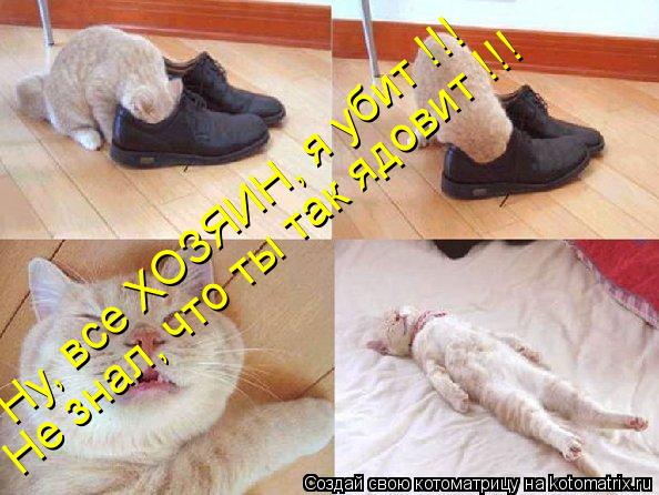 Ну, все ХОЗЯИН, я убит !!! Не знал, что ты так ядовит !!!... Котоматрица: Ну, все ХОЗЯИН, я убит !!! Не знал, что ты так ядовит !!!