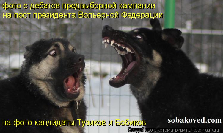 фото с дебатов предвыборной кампании на фото кандидаты Тузиков и Бобиков на пост президента Вольерной... Котоматрица: фото с дебатов предвыборной кампании на фото кандидаты Тузиков и Бобиков на пост президента Вольерной Федерации