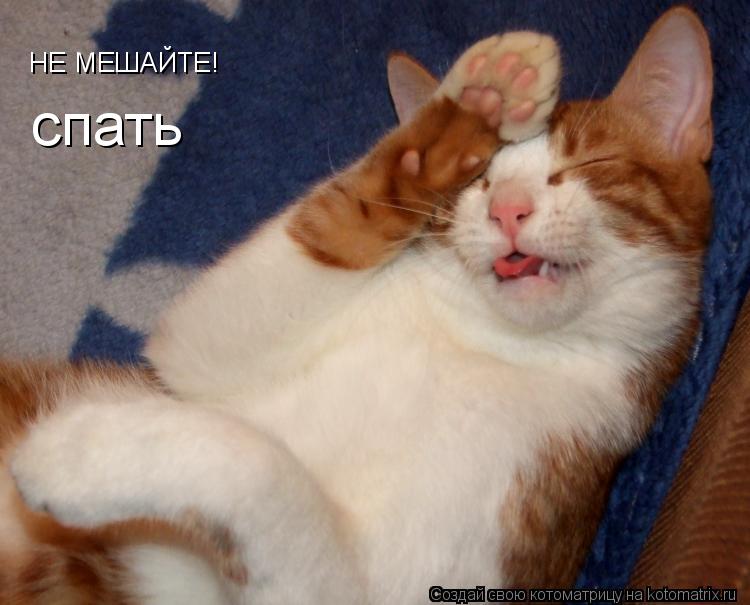 НЕ МЕШАЙТЕ! спать... Котоматрица: НЕ МЕШАЙТЕ! спать