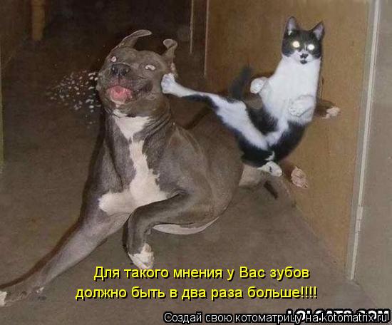 Для такого мнения у Вас зубов должно быть в два раза больше!!!!... Котоматрица: Для такого мнения у Вас зубов должно быть в два раза больше!!!!