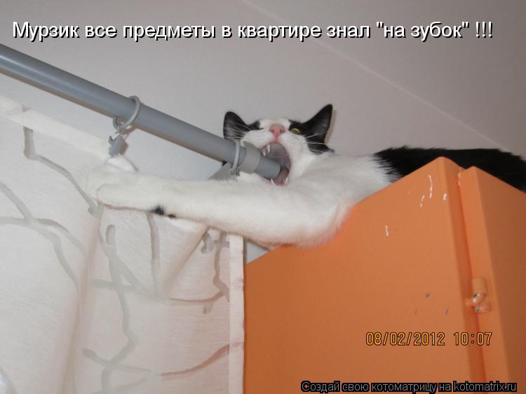 Мурзик все предметы в квартире знал "на зубок" !!!... Котоматрица: Мурзик все предметы в квартире знал "на зубок" !!!