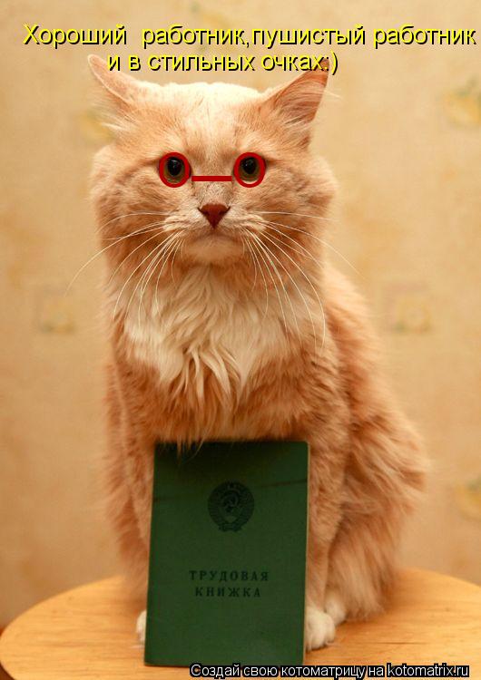 Хороший работник,пушистый работник и в стильных очках:) О О _... Котоматрица: Хороший работник,пушистый работник и в стильных очках:) О О _