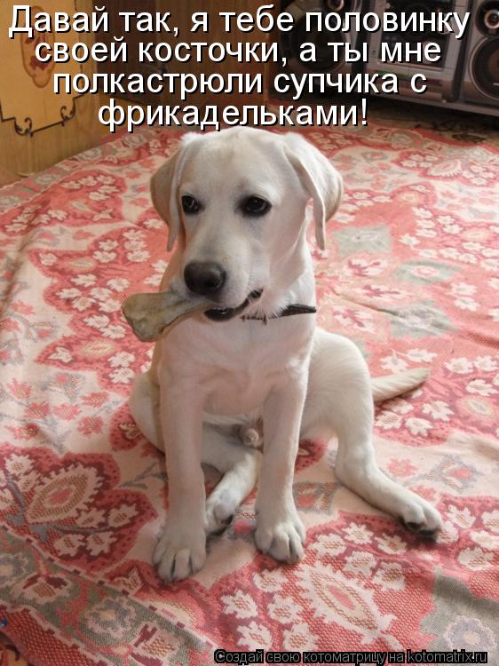 Давай так, я тебе половинку своей косточки, а ты мне полкастрюли супчика с фрикадельками!... Котоматрица: Давай так, я тебе половинку своей косточки, а ты мне полкастрюли супчика с фрикадельками!
