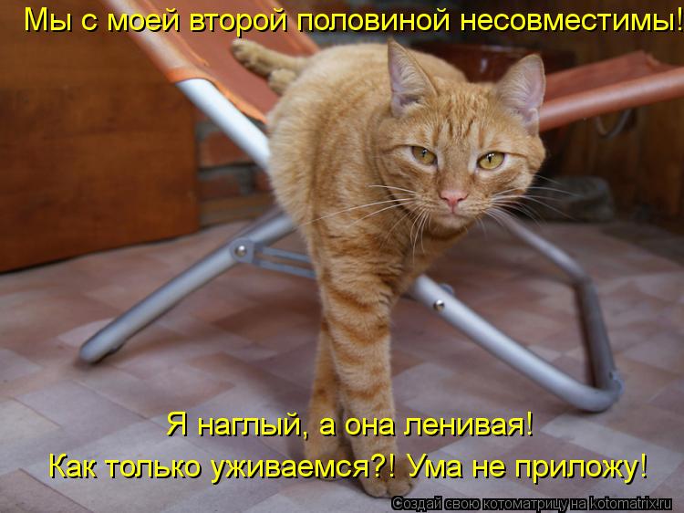 Мы с моей второй половиной несовместимы! Я наглый, а она ленивая! Как только уживаемся?! Ума не прил... Котоматрица: Мы с моей второй половиной несовместимы! Я наглый, а она ленивая! Как только уживаемся?! Ума не приложу!