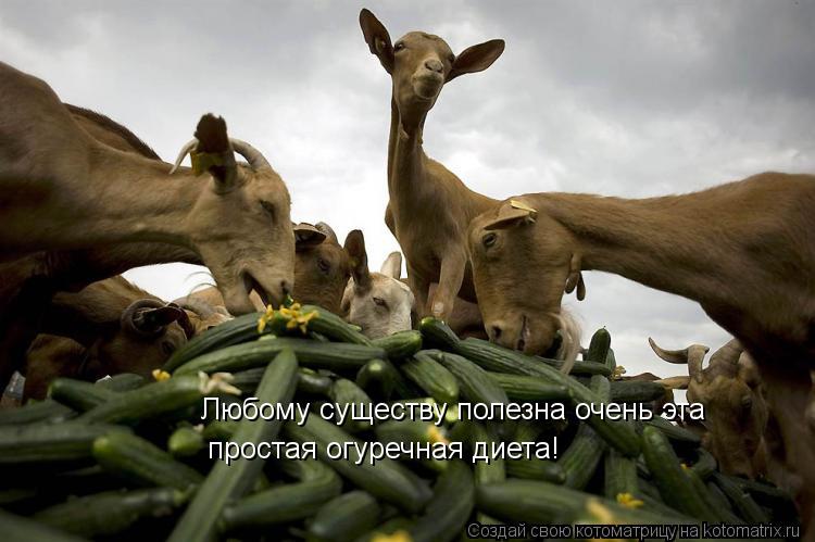 Любому существу полезна очень эта простая огуречная диета!... Котоматрица: Любому существу полезна очень эта простая огуречная диета!