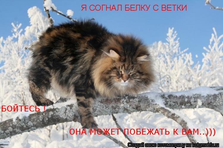 Я СОГНАЛ БЕЛКУ С ВЕТКИ БОЙТЕСЬ ! ОНА МОЖЕТ ПОБЕЖАТЬ К ВАМ..)))... Котоматрица: Я СОГНАЛ БЕЛКУ С ВЕТКИ БОЙТЕСЬ ! ОНА МОЖЕТ ПОБЕЖАТЬ К ВАМ..)))