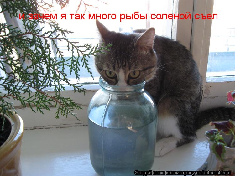 и зачем я так много рыбы соленой съел... Котоматрица: и зачем я так много рыбы соленой съел
