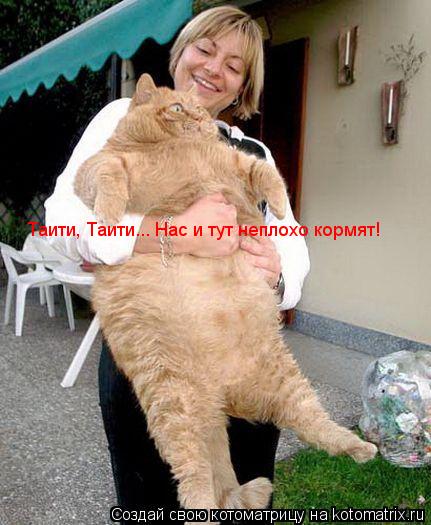 Таити, Таити... Нас и тут неплохо кормят!... Котоматрица: Таити, Таити... Нас и тут неплохо кормят!