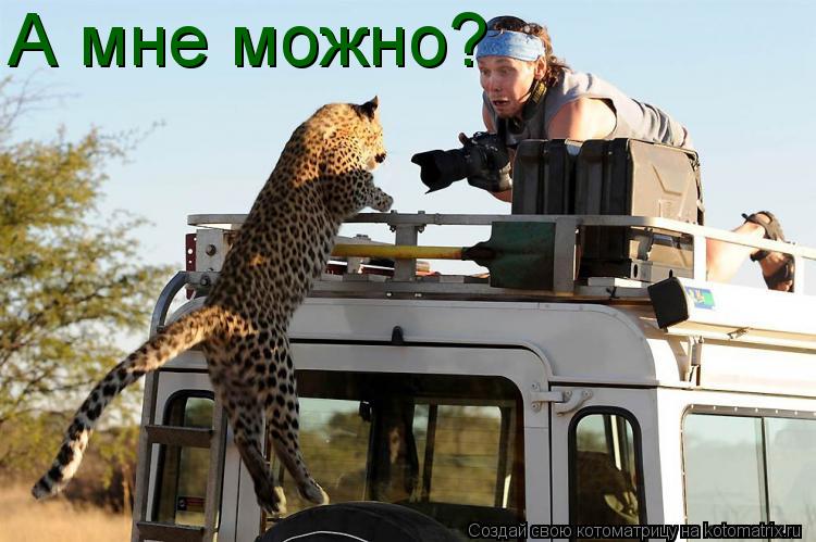 А мне можно?... Котоматрица: А мне можно?