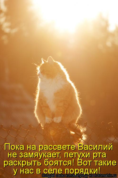 Пока на рассвете Василий не замяукает, петухи рта раскрыть боятся! Вот такие у нас в селе порядки!... Котоматрица: Пока на рассвете Василий не замяукает, петухи рта раскрыть боятся! Вот такие у нас в селе порядки!