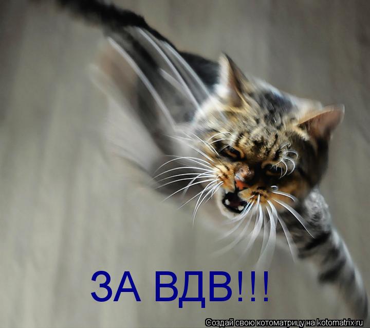 ЗА ВДВ!!!... Котоматрица: ЗА ВДВ!!!
